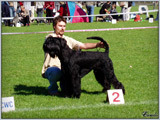 Escudo Kennel handling i hodowla sznaucer�w miniaturowych pieprz i s�l oraz sznaucer�w olbrzym�w czarnych