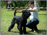 Escudo Kennel handling i hodowla sznaucer�w miniaturowych pieprz i s�l oraz sznaucer�w olbrzym�w czarnych