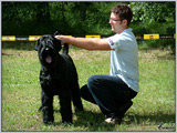 Escudo Kennel handling i hodowla sznaucer�w miniaturowych pieprz i s�l oraz sznaucer�w olbrzym�w czarnych