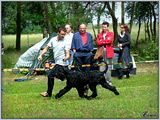 Escudo Kennel handling i hodowla sznaucer�w miniaturowych pieprz i s�l oraz sznaucer�w olbrzym�w czarnych