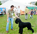 Escudo Kennel handling i hodowla sznaucer�w miniaturowych pieprz i s�l oraz sznaucer�w olbrzym�w czarnych