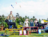 Escudo Kennel handling i hodowla sznaucer�w miniaturowych pieprz i s�l oraz sznaucer�w olbrzym�w czarnych