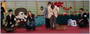 Escudo Kennel handling i hodowla sznaucer�w miniaturowych pieprz i s�l oraz sznaucer�w olbrzym�w czarnych