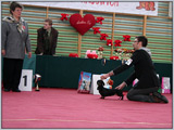 Escudo Kennel handling i hodowla sznaucer�w miniaturowych pieprz i s�l oraz sznaucer�w olbrzym�w czarnych