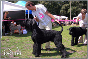 Escudo Kennel handling i hodowla sznaucer�w miniaturowych pieprz i s�l oraz sznaucer�w olbrzym�w czarnych