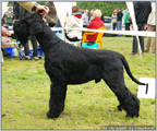 Escudo Kennel handling i hodowla sznaucer�w miniaturowych pieprz i s�l oraz sznaucer�w olbrzym�w czarnych