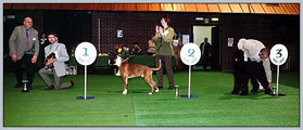 Escudo Kennel handling i hodowla sznaucer�w miniaturowych pieprz i s�l oraz sznaucer�w olbrzym�w czarnych