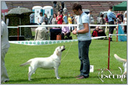 Escudo Kennel handling i hodowla sznaucer�w miniaturowych pieprz i s�l oraz sznaucer�w olbrzym�w czarnych