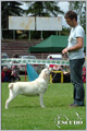 Escudo Kennel handling i hodowla sznaucer�w miniaturowych pieprz i s�l oraz sznaucer�w olbrzym�w czarnych