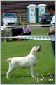 Escudo Kennel handling i hodowla sznaucer�w miniaturowych pieprz i s�l oraz sznaucer�w olbrzym�w czarnych