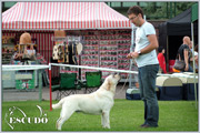 Escudo Kennel handling i hodowla sznaucer�w miniaturowych pieprz i s�l oraz sznaucer�w olbrzym�w czarnych