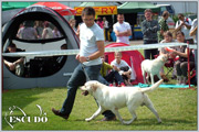 Escudo Kennel handling i hodowla sznaucer�w miniaturowych pieprz i s�l oraz sznaucer�w olbrzym�w czarnych