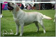 Escudo Kennel handling i hodowla sznaucer�w miniaturowych pieprz i s�l oraz sznaucer�w olbrzym�w czarnych