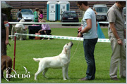Escudo Kennel handling i hodowla sznaucer�w miniaturowych pieprz i s�l oraz sznaucer�w olbrzym�w czarnych