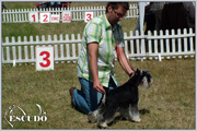 Escudo Kennel handling i hodowla sznaucer�w miniaturowych pieprz i s�l oraz sznaucer�w olbrzym�w czarnych
