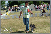 Escudo Kennel handling i hodowla sznaucer�w miniaturowych pieprz i s�l oraz sznaucer�w olbrzym�w czarnych