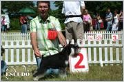 Escudo Kennel handling i hodowla sznaucer�w miniaturowych pieprz i s�l oraz sznaucer�w olbrzym�w czarnych