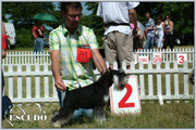 Escudo Kennel handling i hodowla sznaucer�w miniaturowych pieprz i s�l oraz sznaucer�w olbrzym�w czarnych