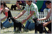 Escudo Kennel handling i hodowla sznaucer�w miniaturowych pieprz i s�l oraz sznaucer�w olbrzym�w czarnych