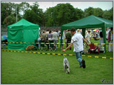 Escudo Kennel handling i hodowla sznaucer�w miniaturowych pieprz i s�l oraz sznaucer�w olbrzym�w czarnych