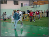 Escudo Kennel handling i hodowla sznaucer�w miniaturowych pieprz i s�l oraz sznaucer�w olbrzym�w czarnych