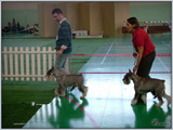 Escudo Kennel handling i hodowla sznaucer�w miniaturowych pieprz i s�l oraz sznaucer�w olbrzym�w czarnych