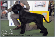 Escudo Kennel handling i hodowla sznaucer�w miniaturowych pieprz i s�l oraz sznaucer�w olbrzym�w czarnych