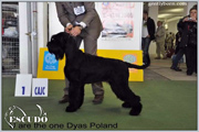 Escudo Kennel handling i hodowla sznaucer�w miniaturowych pieprz i s�l oraz sznaucer�w olbrzym�w czarnych