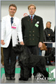 Escudo Kennel handling i hodowla sznaucer�w miniaturowych pieprz i s�l oraz sznaucer�w olbrzym�w czarnych
