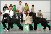 Escudo Kennel handling i hodowla sznaucer�w miniaturowych pieprz i s�l oraz sznaucer�w olbrzym�w czarnych