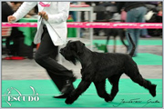 Escudo Kennel handling i hodowla sznaucer�w miniaturowych pieprz i s�l oraz sznaucer�w olbrzym�w czarnych