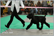 Escudo Kennel handling i hodowla sznaucer�w miniaturowych pieprz i s�l oraz sznaucer�w olbrzym�w czarnych