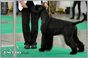 Escudo Kennel handling i hodowla sznaucer�w miniaturowych pieprz i s�l oraz sznaucer�w olbrzym�w czarnych