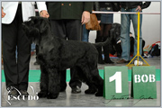 Escudo Kennel handling i hodowla sznaucer�w miniaturowych pieprz i s�l oraz sznaucer�w olbrzym�w czarnych