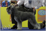 Escudo Kennel handling i hodowla sznaucer�w miniaturowych pieprz i s�l oraz sznaucer�w olbrzym�w czarnych