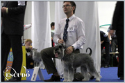 Escudo Kennel handling i hodowla sznaucer�w miniaturowych pieprz i s�l oraz sznaucer�w olbrzym�w czarnych
