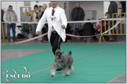 Escudo Kennel handling i hodowla sznaucer�w miniaturowych pieprz i s�l oraz sznaucer�w olbrzym�w czarnych