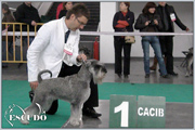 Escudo Kennel handling i hodowla sznaucer�w miniaturowych pieprz i s�l oraz sznaucer�w olbrzym�w czarnych