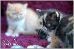 Escudo Kennel handling i hodowla sznaucer�w miniaturowych pieprz i s�l oraz sznaucer�w olbrzym�w czarnych