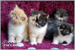 Escudo Kennel handling i hodowla sznaucer�w miniaturowych pieprz i s�l oraz sznaucer�w olbrzym�w czarnych