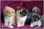 Escudo Kennel handling i hodowla sznaucer�w miniaturowych pieprz i s�l oraz sznaucer�w olbrzym�w czarnych