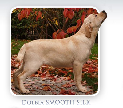 Labrador Retriever Dolbia SMOOTH SILK