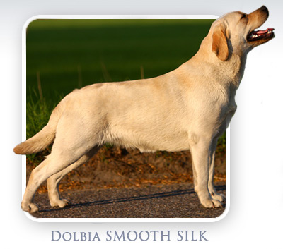 Labrador Retriever - Dolbia SMOOTH SILK