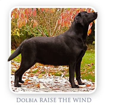 Labrador Retriever - Dolbia RAISE THE WIND