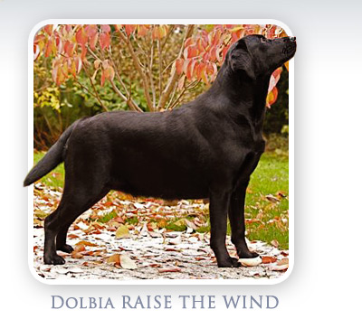 Labrador Retriever Dolbia RAISE THE WIND