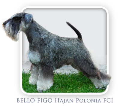 Sznaucer Miniaturowy Pieprz i S�l - BELLO FIGO Hajan Polonia FCI