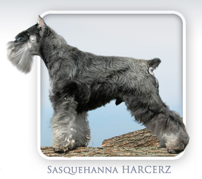 Sznaucer Miniaturowy Pieprz i S�l - Sasquehanna HARCERZ