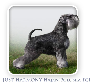 Sznaucer Miniaturowy Pieprz i S�l - JUST HARMONY Hajan Polonia FCI