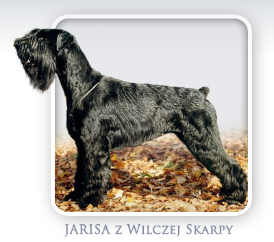 Sznaucer Olbrzym - JARISA z Wilczej Skarpy