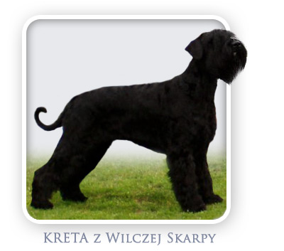 Sznaucer Olbrzym - KRETA z Wilczej Skarpy
